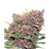 GELATO DREAM – ANESIA SEEDS